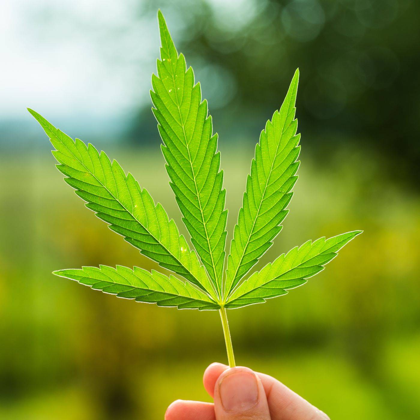 shutterstock_226135945.0