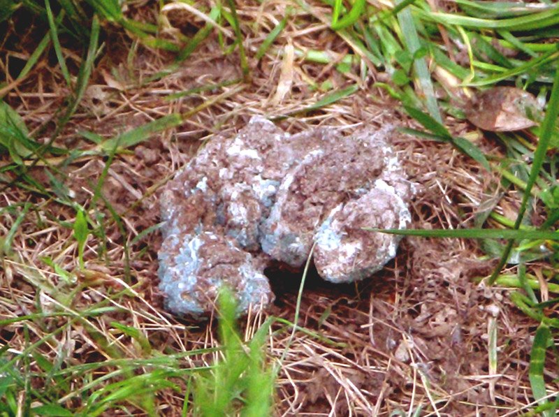 how-long-for-dog-poop-to-decompose_1753708653