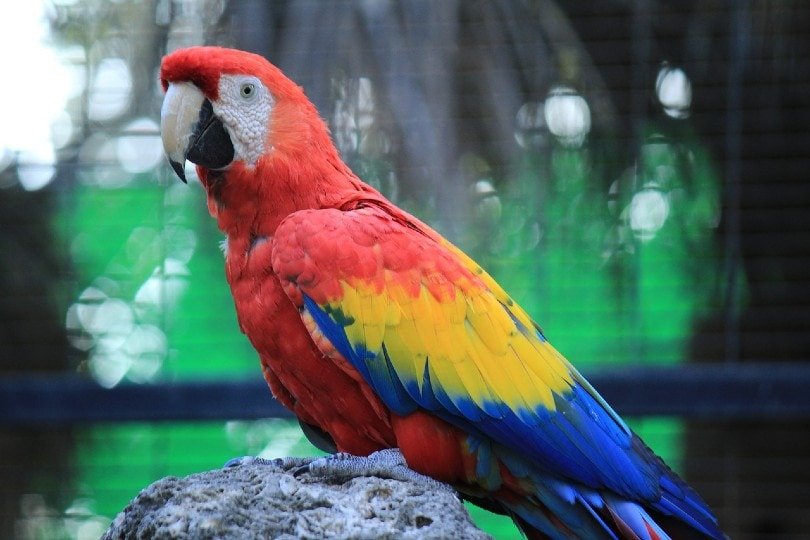 how-much-is-a-macaw_1753708721
