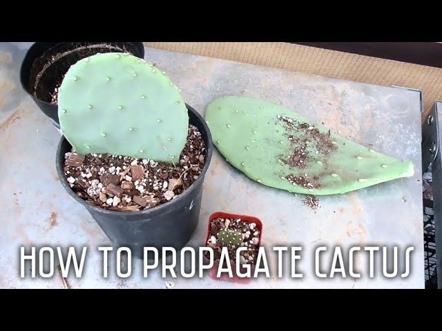 how-to-propagate-cactus-pads_1753708552