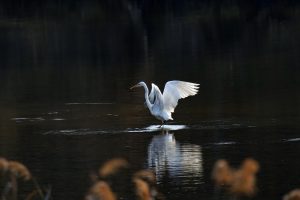 Common heron, nature, new — Enjoy Global Events with a Free Sports Broadcast Site