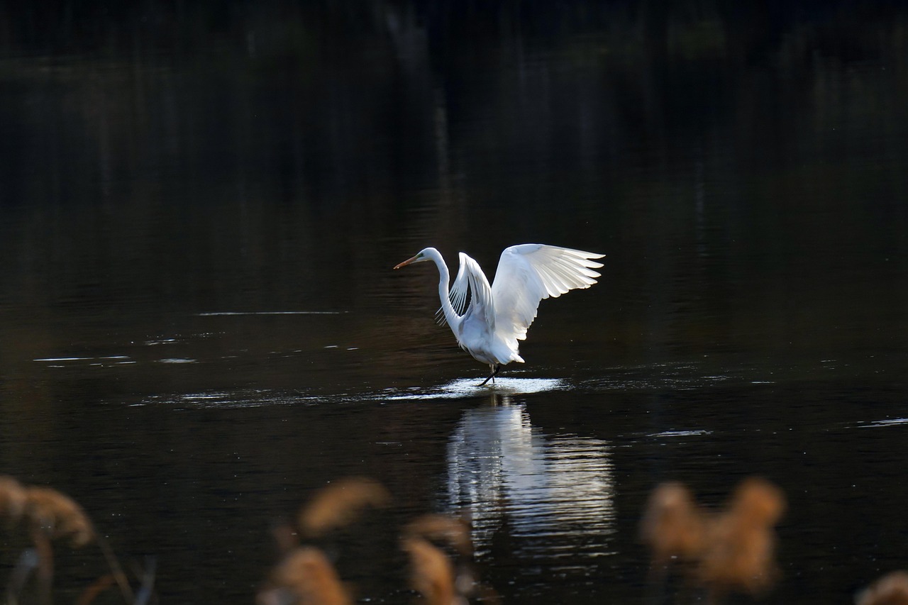 Common heron, nature, new — Enjoy Global Events with a Free Sports Broadcast Site