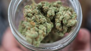 How Many Calories Does Weed Contain? Exploring the Nutritional Aspects of Cannabis