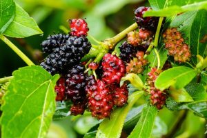 Mulberry, color, wild — Precision in Women's Wellness: Dr. Tyrone Malloy's Approach to Obstetrics