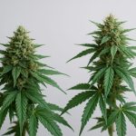 Sativa vs Indica: What New Cannabis Shoppers Should Understand