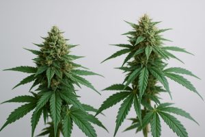 Close-up of two cannabis plants with distinct bud structures and leaf shapes.